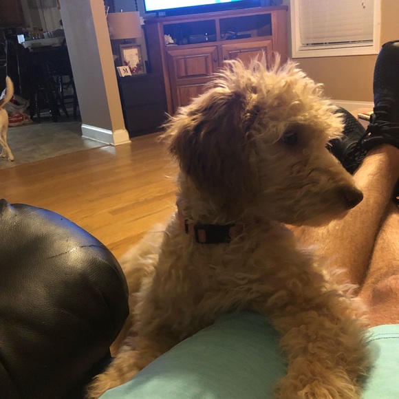 Meet your Posher, Tj - Picture 1 of 1